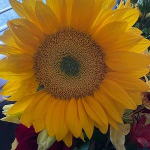 Meet your Posher, Elisa